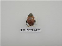 藏品(金龜子科)的圖片